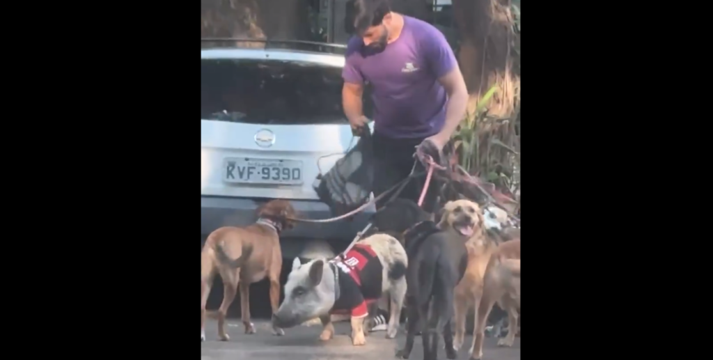 Porco rubro-negro, denominado de Pablo De Arrascaeta, pelas ruas do Rio de Janeiro.